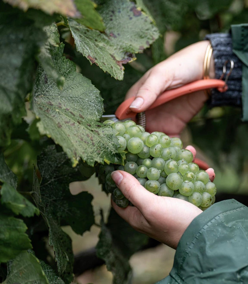 Frerejean Freres Champagne Brut Premier Cru